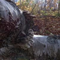 100723-LeveauxMountain-071