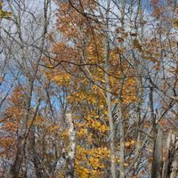 100723-LeveauxMountain-132