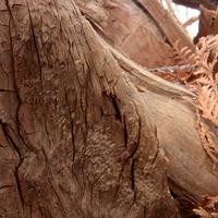 100723-LeveauxMountain-140