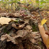 100723-LeveauxMountain-203