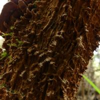100820-CentennialPark-080