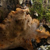 100820-CentennialPark-143