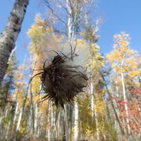 101026-GrandMarais-131