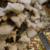 101026-GrandMarais-161