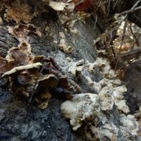 101125-GrandMarais-032