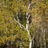 101125-GrandMarais-057