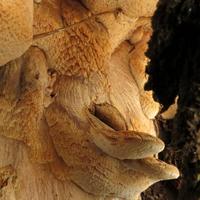 101512-centennialpark-048