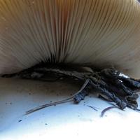 101512-centennialpark-087
