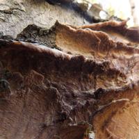 101821-CentennialPark-039