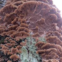1019-102115-NorthShoreHiking-227