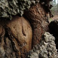 1019-102115-NorthShoreHiking-233