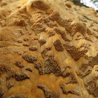 1019-102115-NorthShoreHiking-281