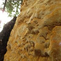 1019-102115-NorthShoreHiking-290