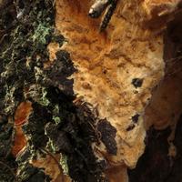 1019-102115-NorthShoreHiking-292