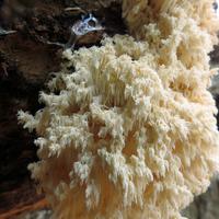 1019-102115-NorthShoreHiking-318