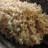 1019-102115-NorthShoreHiking-328