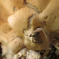 1019-102115-NorthShoreHiking-374