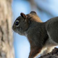 102212-redsquirrel-004