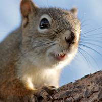 102212-redsquirrel-008