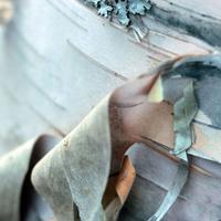 102913-centennialpark-123