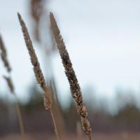 112012-centennialpark-123