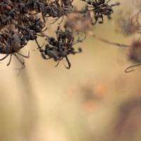 112012-centennialpark-131