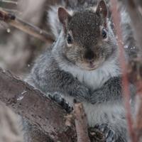 120814-greysquirrels-001