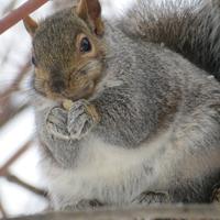 120814-greysquirrels-016